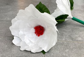 백목단꽃